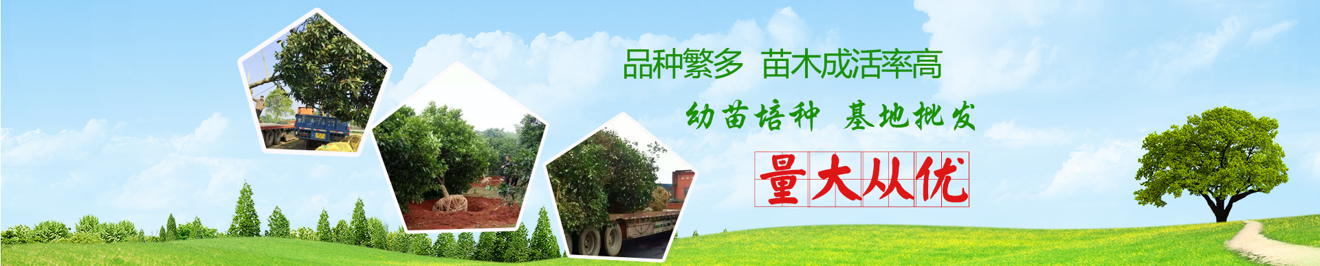 長沙市亮宇園林綠化工程有限公司_長沙園林養護|長沙大樹移植|小型樹種及花草哪里的好